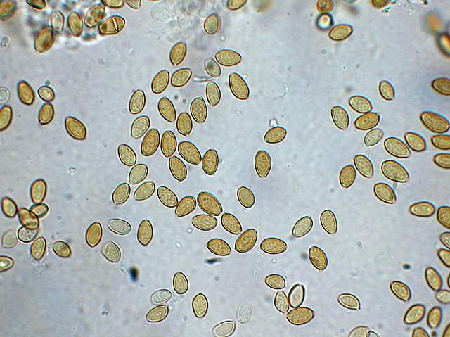 Agrocybe sororia s.l.
